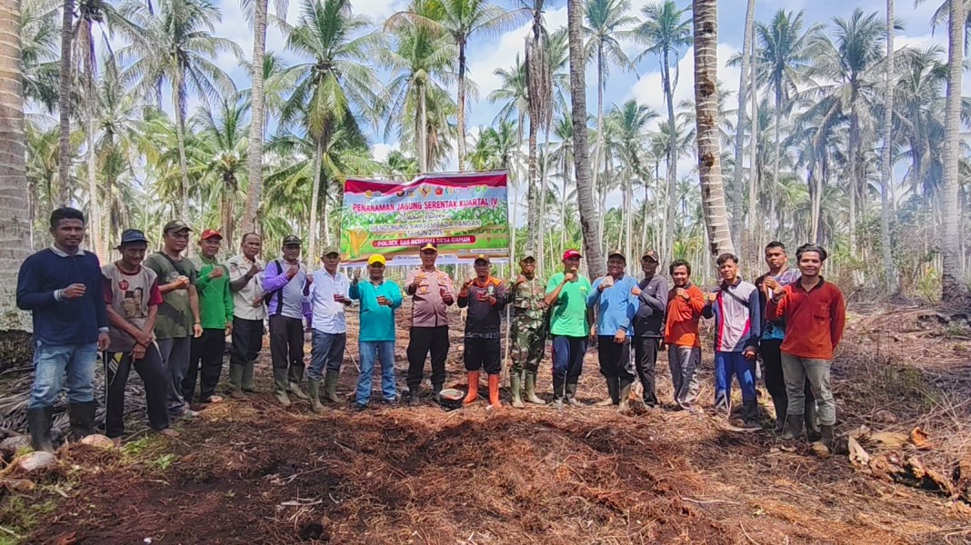 Bersama Polsek Dan Camat GAS, Desa Idaman Lakukan Penanaman Jagung Serentak