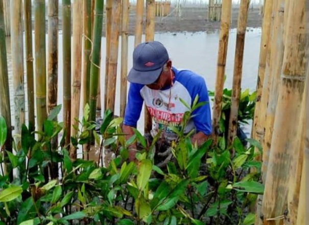 Terindikasi Mark-up, Kejaksaan Inhil Diminta Proses Program Rehabilitasi Mangrove Desa Kuala Selat