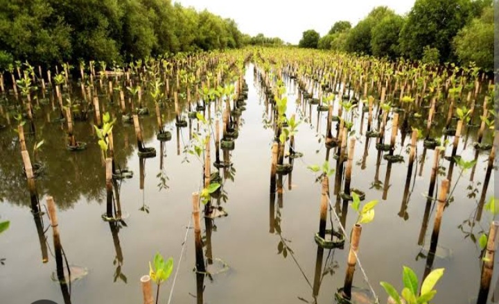 Dalih Kelompok Tani,  Kades Tanjung Pasir Disinyalir Keruk Uang Program Rehabilitasi Mangrove