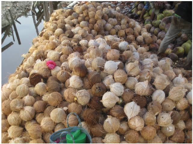 Warga Desa Pebenaan Mengeluh Harga Kelapa Hanya Rp1500 Perbutir
